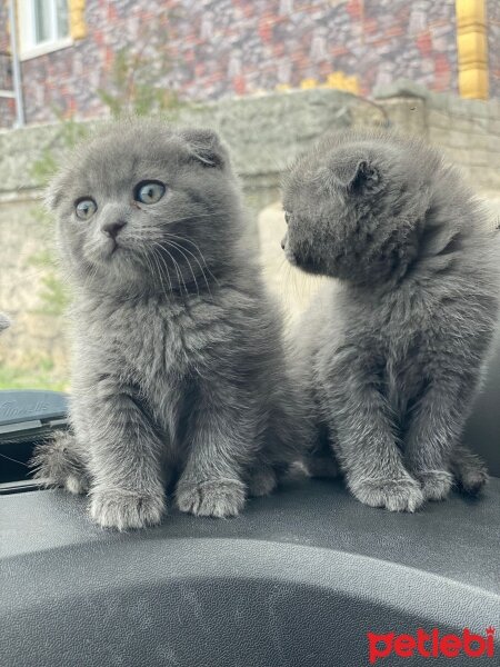 Scottish Fold, Kedi  Koymadım fotoğrafı