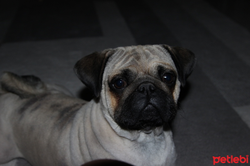 Pug, Köpek  rıfkı fotoğrafı