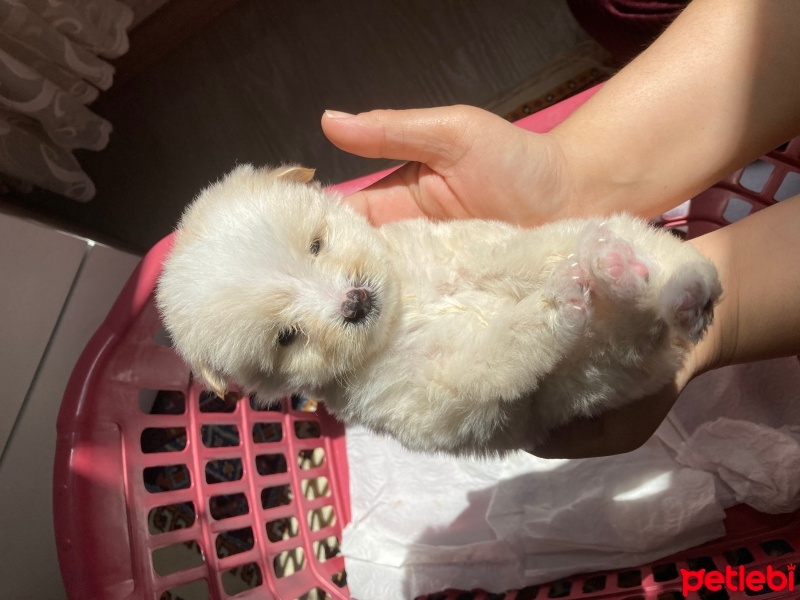 Maltese, Köpek  Ponçik fotoğrafı