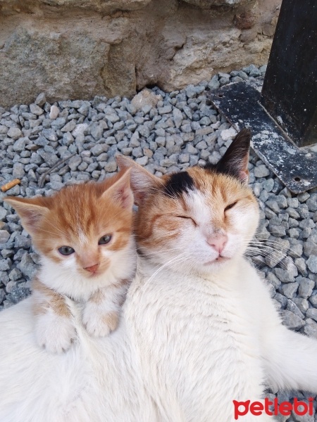 Exotic Shorthair, Kedi  Bıdık fotoğrafı