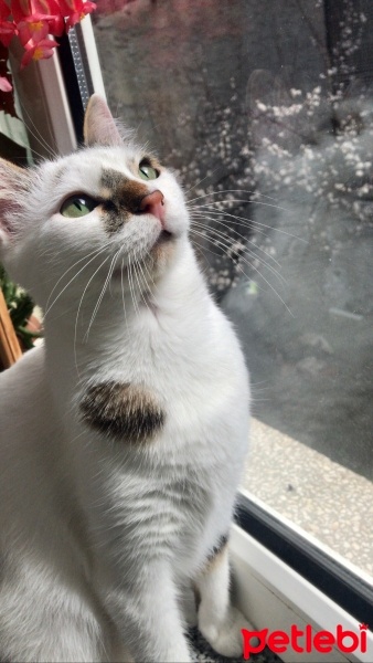 Tekir Kedi, Kedi  Kiki fotoğrafı