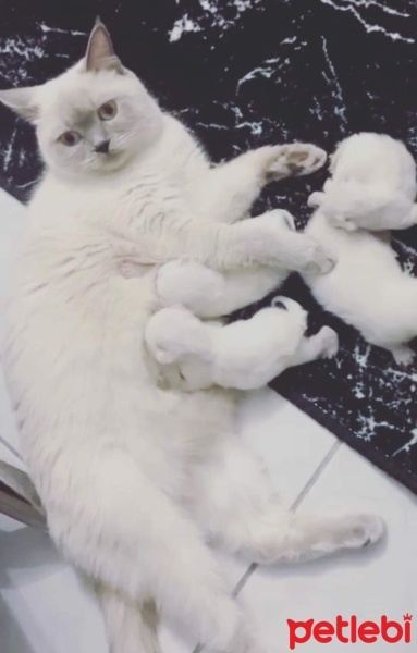 British Shorthair, Kedi  Mia fotoğrafı