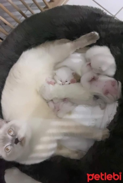 British Shorthair, Kedi  Mia fotoğrafı