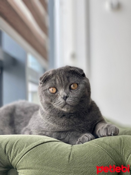 Scottish Fold, Kedi  Molly fotoğrafı
