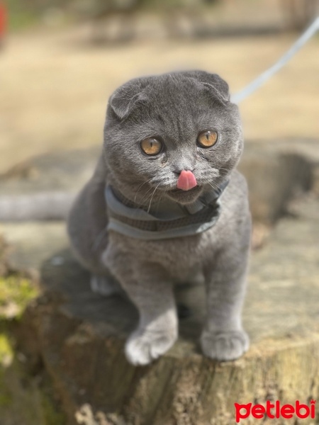 Scottish Fold, Kedi  Molly fotoğrafı