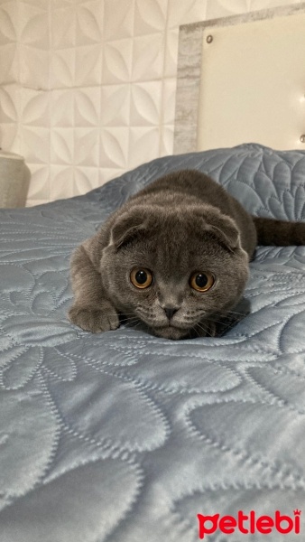 Scottish Fold, Kedi  Molly fotoğrafı