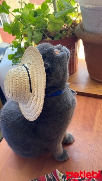 Scottish Fold, Kedi  Molly fotoğrafı