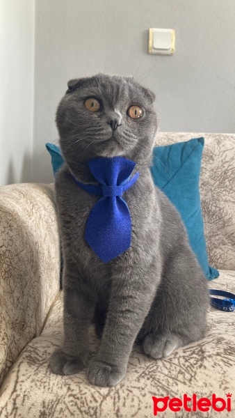 Scottish Fold, Kedi  Molly fotoğrafı