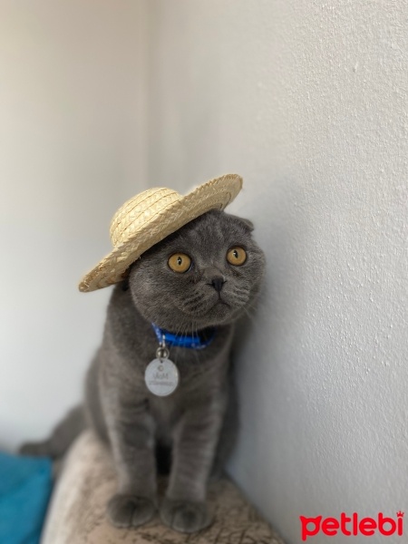 Scottish Fold, Kedi  Molly fotoğrafı