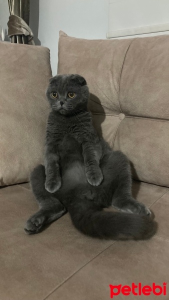 Scottish Fold, Kedi  Molly fotoğrafı