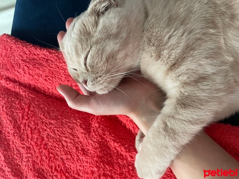 Scottish Fold, Kedi  Oscar fotoğrafı