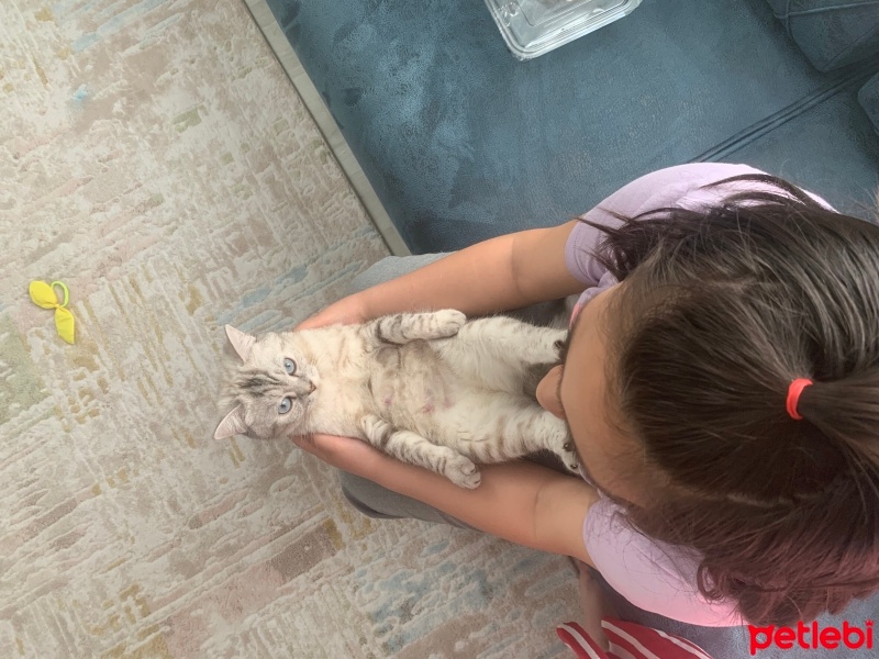 Scottish Fold, Kedi  Müezza fotoğrafı