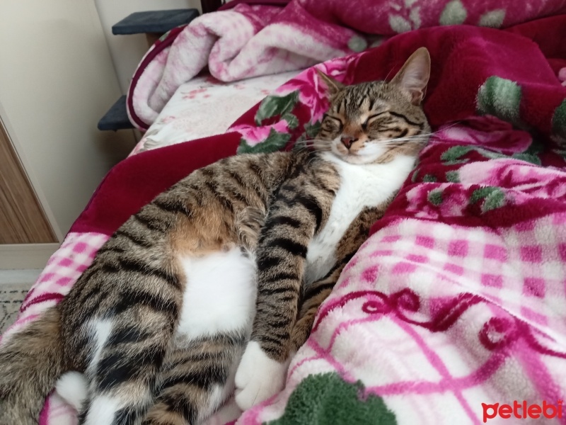 Tekir Kedi, Kedi  Rona fotoğrafı