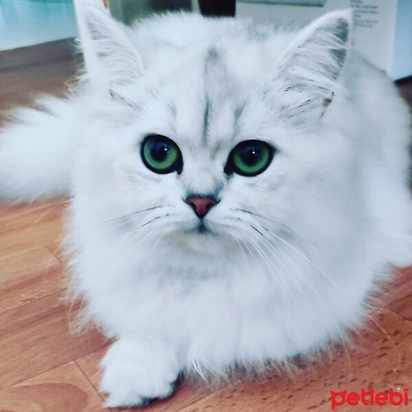 Scottish Fold, Kedi  Mia fotoğrafı