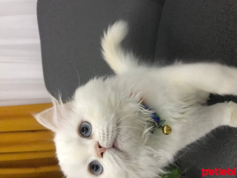 British Longhair, Kedi  Aslan fotoğrafı