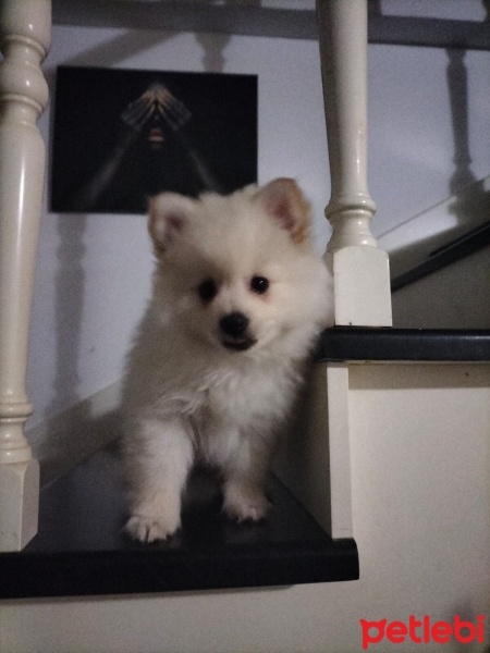 Pomeranyalı, Köpek  krep fotoğrafı