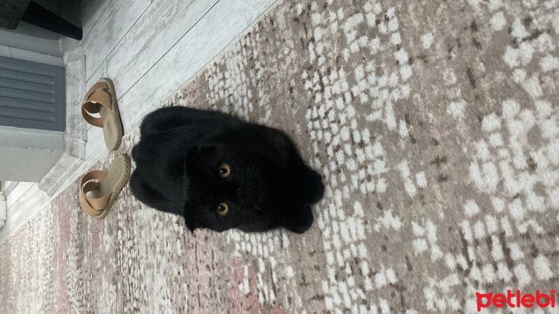 Scottish Fold, Kedi  Kara fotoğrafı