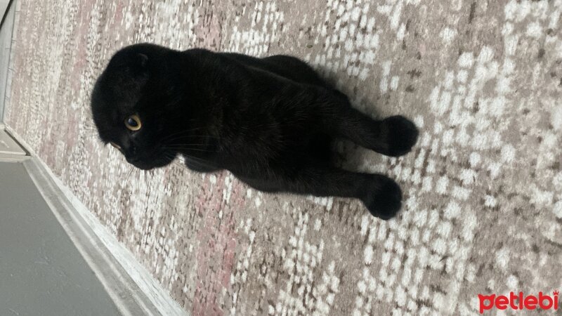 Scottish Fold, Kedi  Kara fotoğrafı