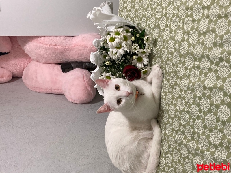 Ankara Kedisi, Kedi  Minnoş fotoğrafı