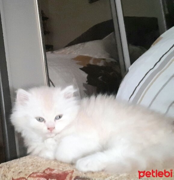 British Longhair, Kedi  Ateş fotoğrafı