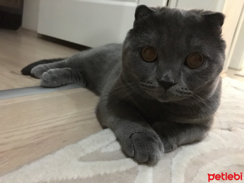 Scottish Fold, Kedi  tosunbehlül fotoğrafı