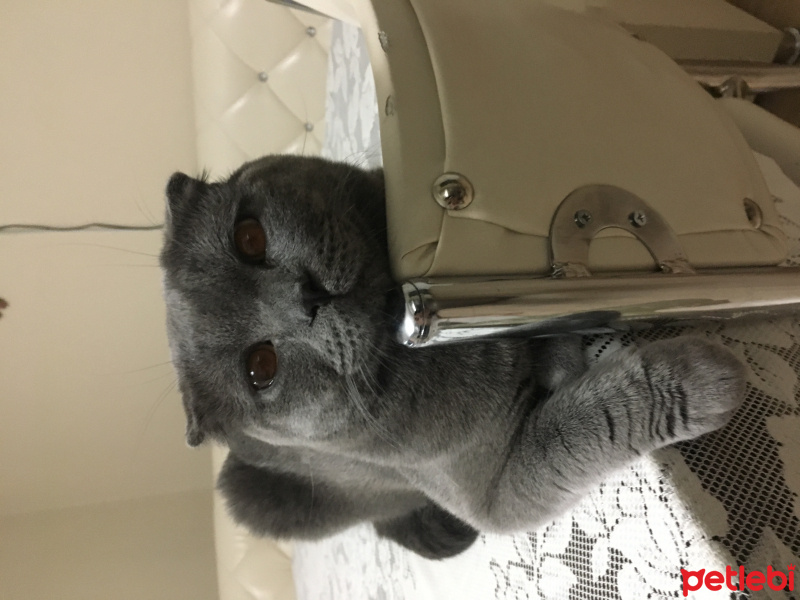 Scottish Fold, Kedi  tosunbehlül fotoğrafı