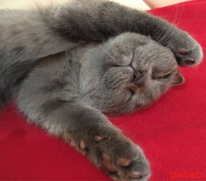 Scottish Fold, Kedi  tosunbehlül fotoğrafı