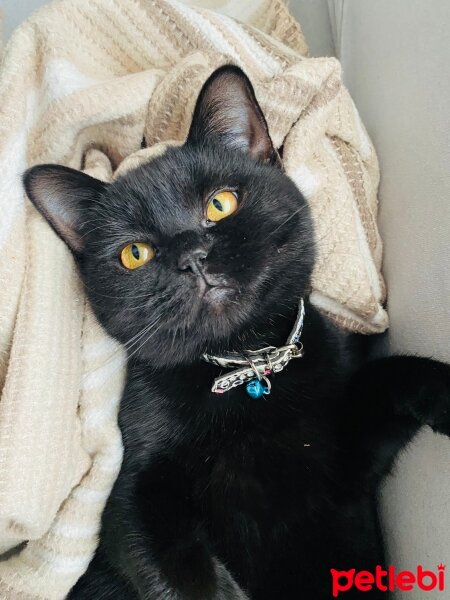 British Shorthair, Kedi  Pablo escobar fotoğrafı