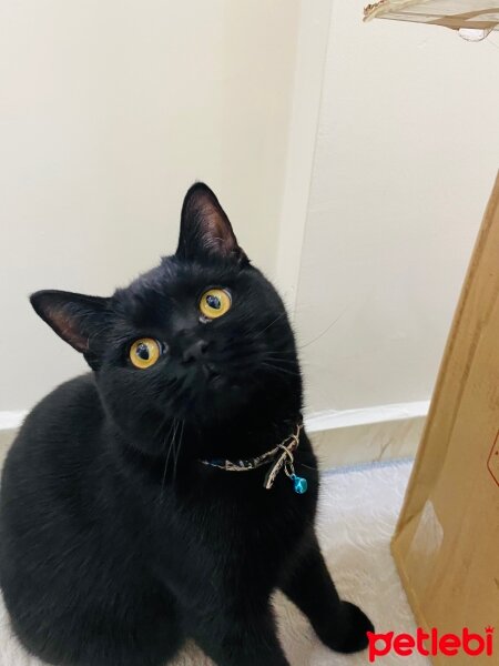 British Shorthair, Kedi  Pablo escobar fotoğrafı