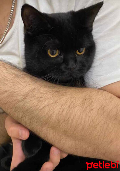 British Shorthair, Kedi  Pablo escobar fotoğrafı