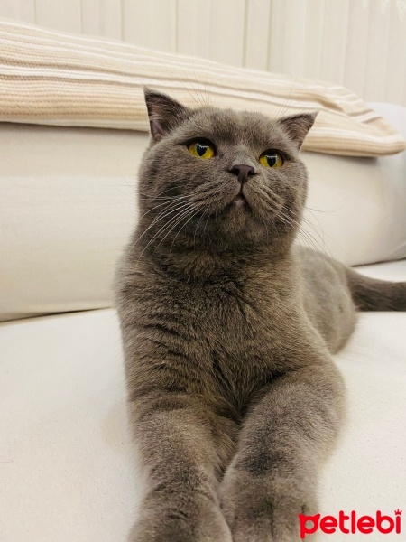 Scottish Fold, Kedi  Tokyo fotoğrafı