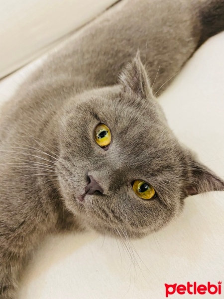 Scottish Fold, Kedi  Tokyo fotoğrafı
