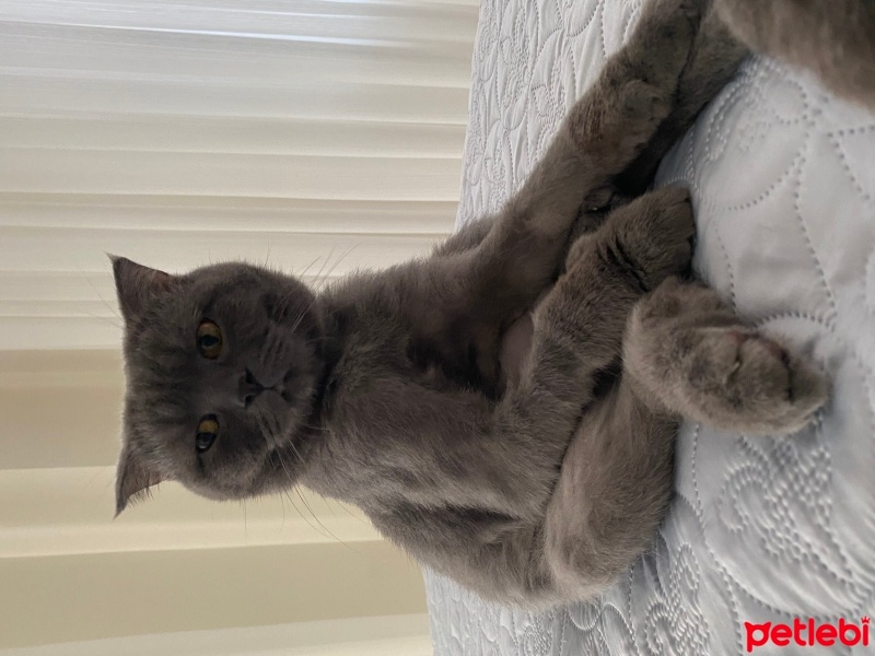 Scottish Fold, Kedi  Tokyo fotoğrafı