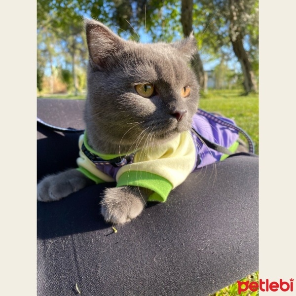 Scottish Fold, Kedi  Tokyo fotoğrafı