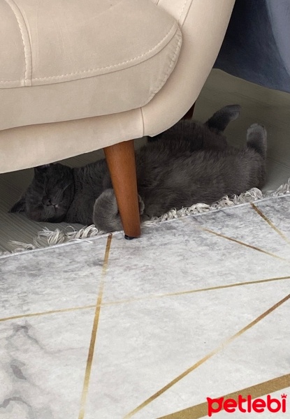 Scottish Fold, Kedi  Tokyo fotoğrafı