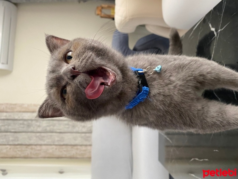 Scottish Fold, Kedi  Tokyo fotoğrafı