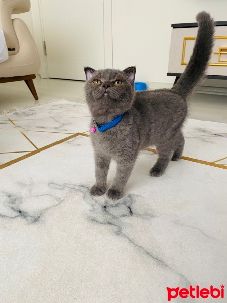 Scottish Fold, Kedi  Tokyo fotoğrafı