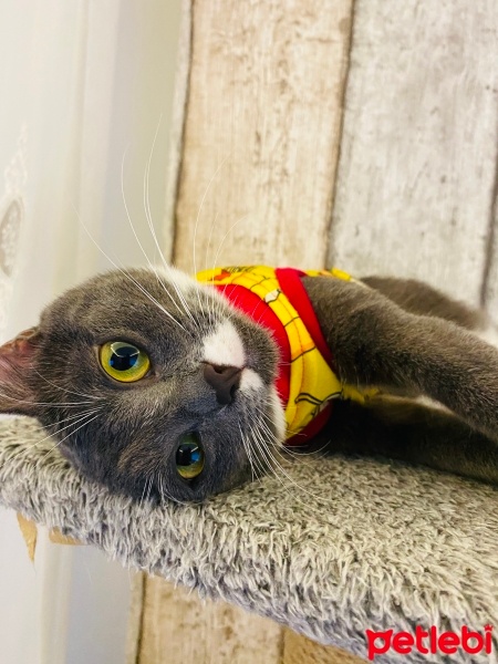 Mavi Rus, Kedi  Şivas fotoğrafı