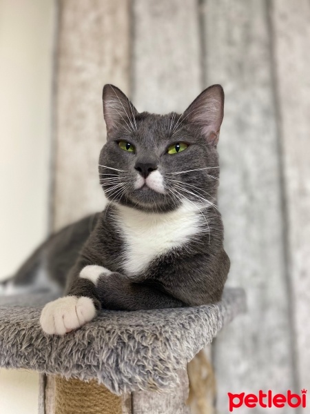 Mavi Rus, Kedi  Şivas fotoğrafı