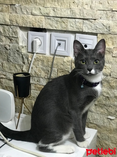 Mavi Rus, Kedi  Şivas fotoğrafı