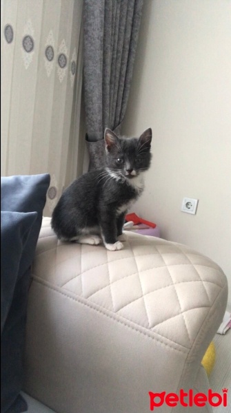 Mavi Rus, Kedi  Şivas fotoğrafı