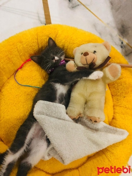 Mavi Rus, Kedi  Şivas fotoğrafı