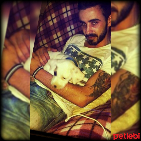 Dogo Arjantin, Köpek  ZiLLi fotoğrafı