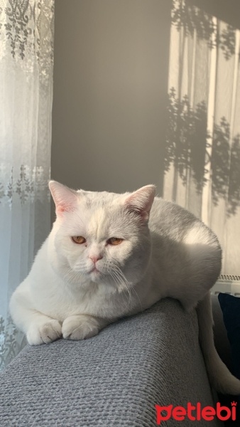 British Shorthair, Kedi  Obur fotoğrafı