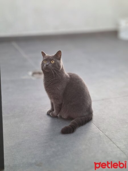 British Shorthair, Kedi  Kara fotoğrafı