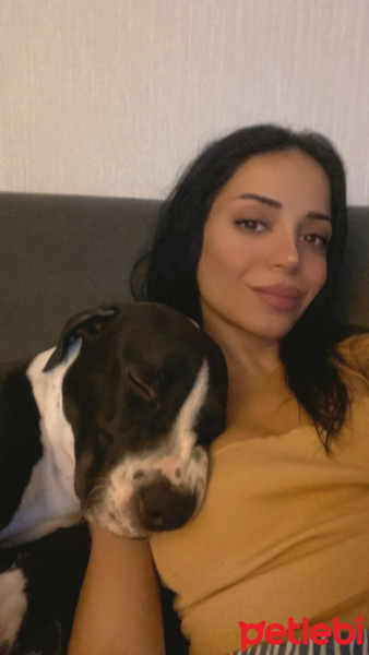 Amerikan Staffordshire Terrier, Köpek  Zeus fotoğrafı