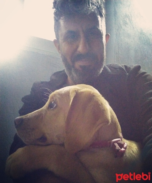 Golden Retriever, Köpek  Tarçın fotoğrafı