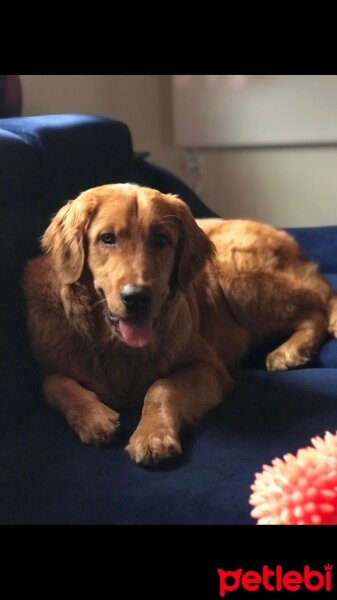 Golden Retriever, Köpek  Aras fotoğrafı