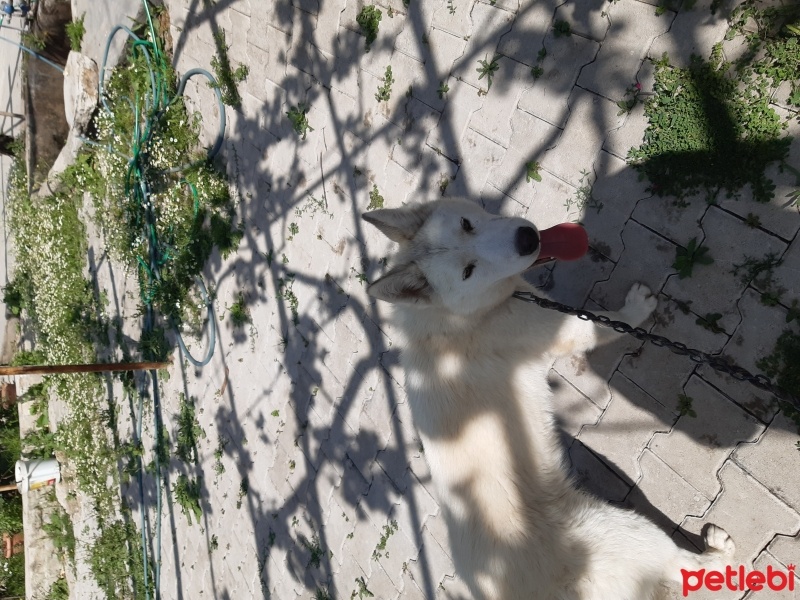 Sibirya Kurdu (Husky), Köpek  Alfa fotoğrafı