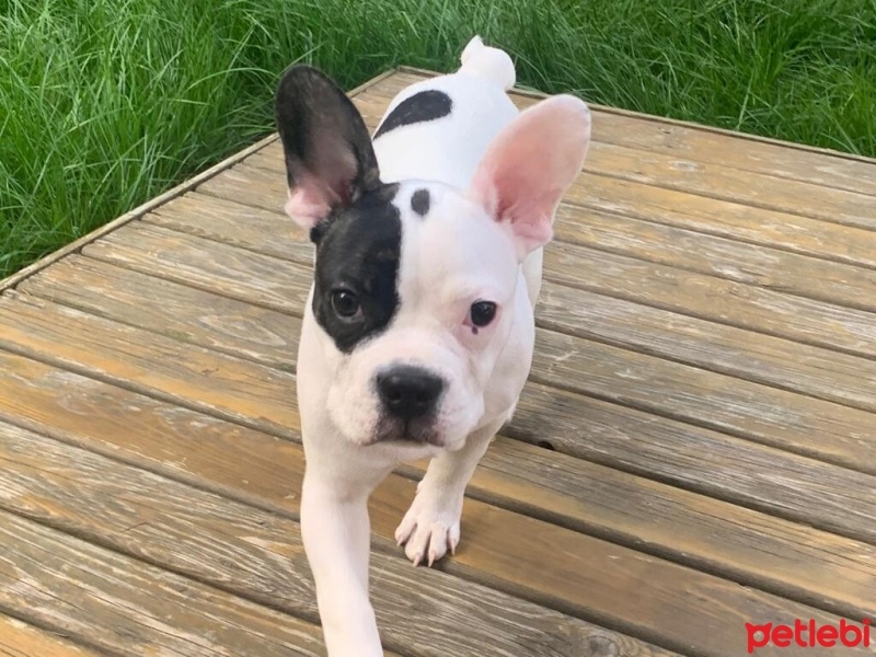 Fransız Bulldog, Köpek  Benji fotoğrafı